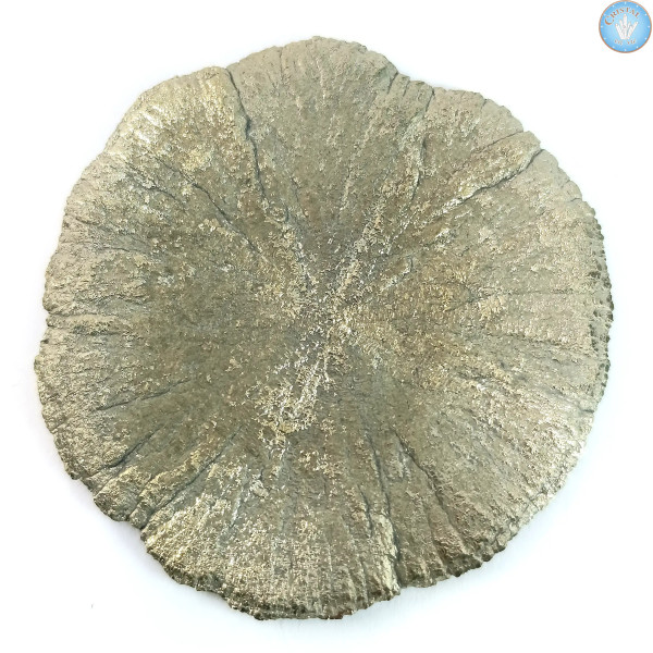 Marcassite Dollar Pirite Sole, Pezzo unico n°2