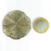 Marcassite Dollar, Pyrite Soleil, Pyrite Dollar de l'Illinois (USA) Pierre brute naturelle couleur doré