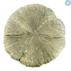 Marcassita Dollar Pirita Sol, Peça única n°2