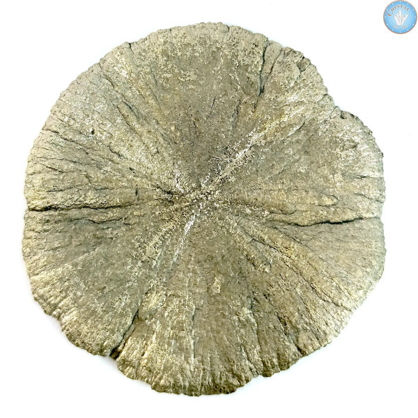 Marcassita Dollar Pyrita Sol, Pieza única n°2