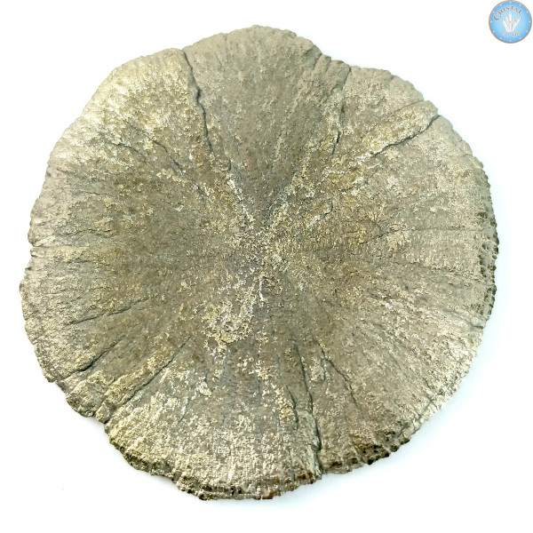 Marcassite Dollar Pirite Sole, Pezzo unico n°2