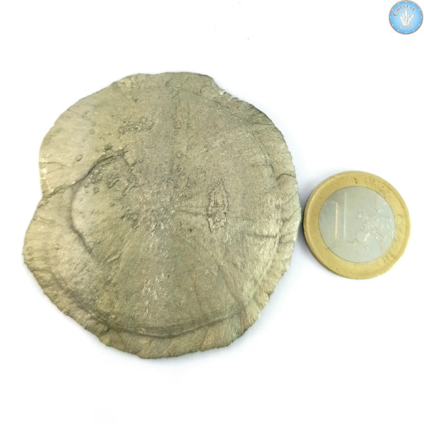 Marcassite Dollar Pirite Sole, Pezzo unico n°3