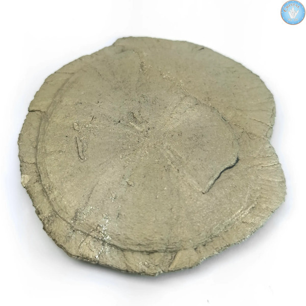 Marcassita Dollar Pirita Sol, Peça única n°3