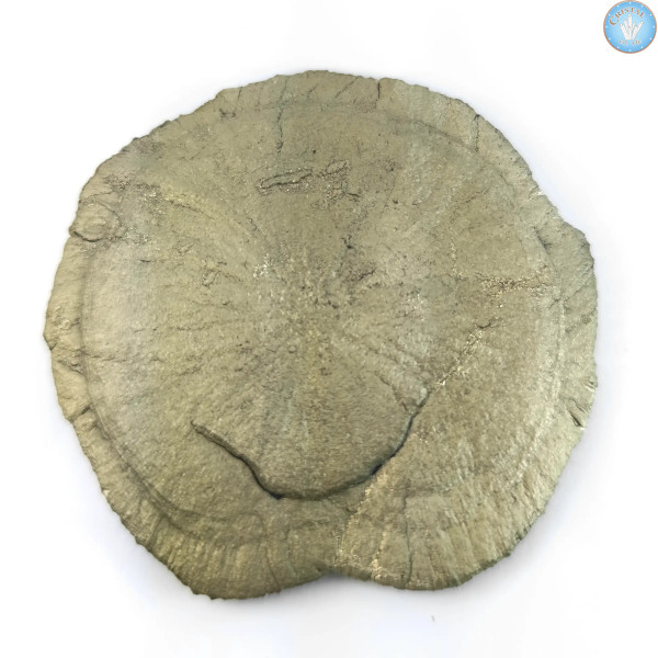 Marcassit Dollar Pyrit Sonne, Einzelstück n°3