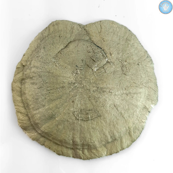 Marcassita Dollar Pyrita Sol, Pieza única n°3