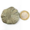 Marcassite Dollar, Pyrite Soleil, Pyrite Dollar de l'Illinois (USA) Pierre brute naturelle couleur doré
