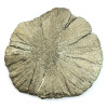 Marcassit Dollar Pyrit Sonne, Einzelstück n°4