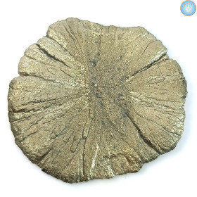 Marcassita Dollar Pirita Sol, Peça única n°4