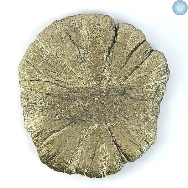 Marcassite Dollar, Pyrite Soleil, Pyrite Dollar de l'Illinois (USA) Pierre brute naturelle couleur doré