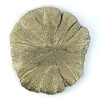 Marcassite Dollar Pirite Sole, Pezzo unico n°4
