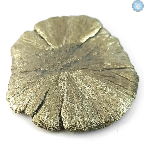 Marcassite Dollar, Pyrite Soleil, Pyrite Dollar de l'Illinois (USA) Pierre brute naturelle couleur doré