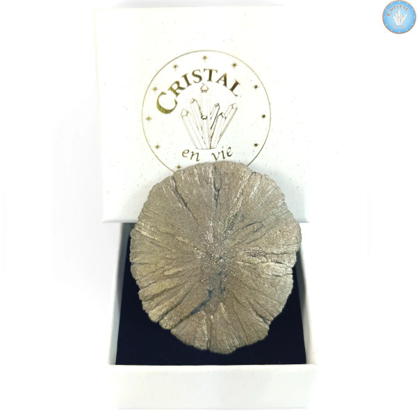 Marcassita Dollar Pirita Sol, Peça única n°7