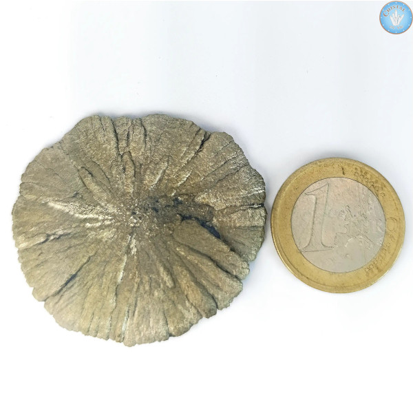 Marcassita Dollar Pyrita Sol, Pieza única n°7