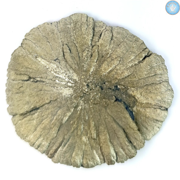 Marcassite Dollar Pirite Sole, Pezzo unico n°7