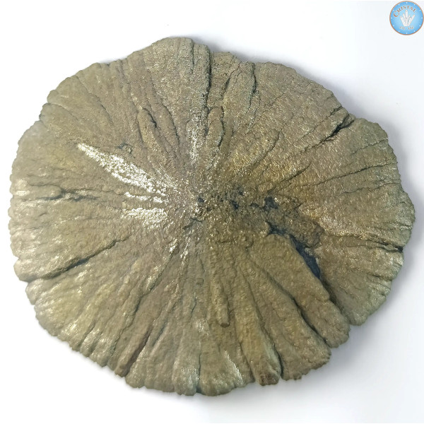 Marcassita Dollar Pyrita Sol, Pieza única n°7