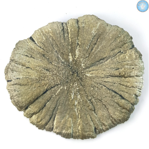 Marcassita Dollar Pirita Sol, Peça única n°7