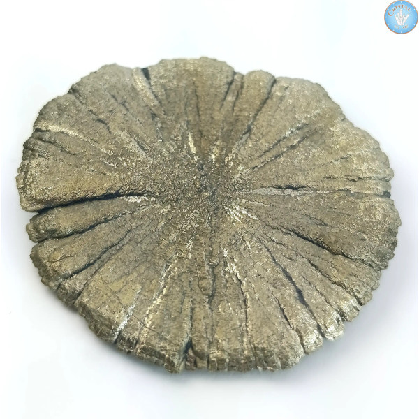 Marcassita Dollar Pirita Sol, Peça única n°7