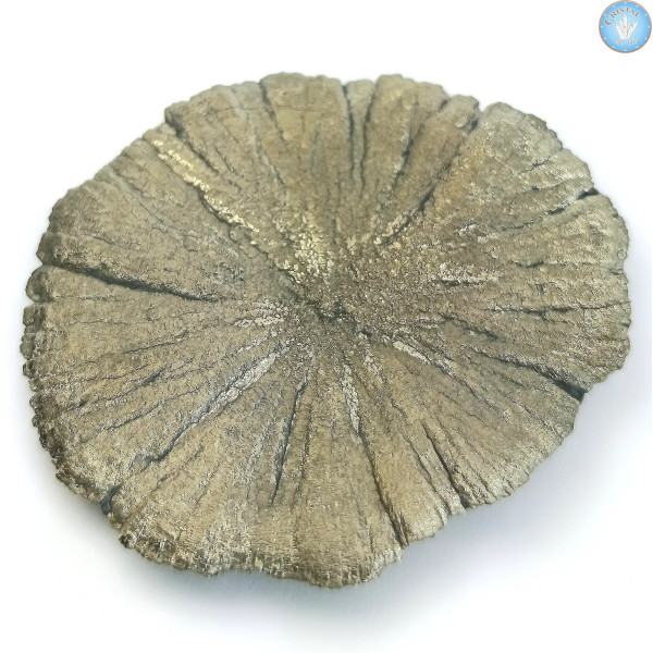 Marcassite Dollar Pirite Sole, Pezzo unico n°7