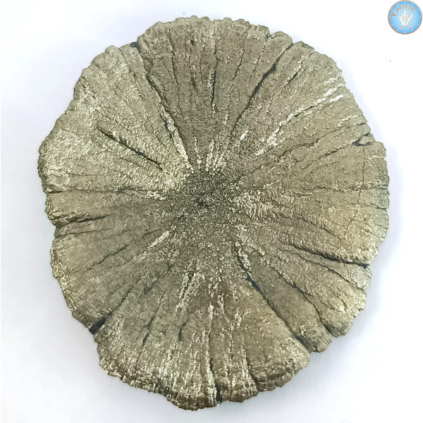 Marcassita Dollar Pyrita Sol, Pieza única n°7