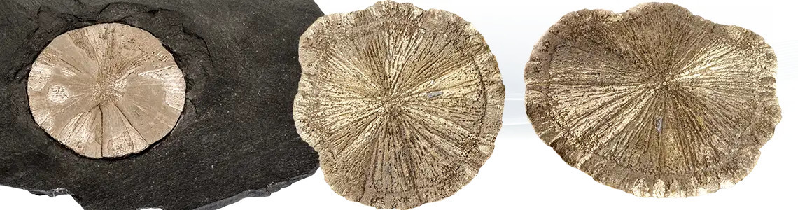 Marcasite Dollar Pyrite sun
