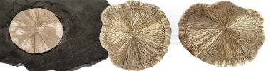 Marcasite Dollar Pyrite sun